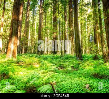 Sequoie giganti nei parchi nazionali e statali di Redwood, Avenue of the Giants, California Foto Stock