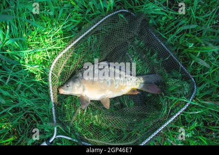 carcassa di pesce di fiume carpa crociata in una rete per la pesca. Pesce d'acqua dolce grasso su erba verde. Concetto - pesca sul lago. Foto Stock