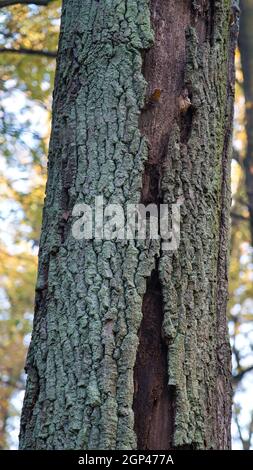 Una mattina di novembre nella foresta, il tronco di una vecchia quercia con la corteccia che cade, un albero morente Foto Stock