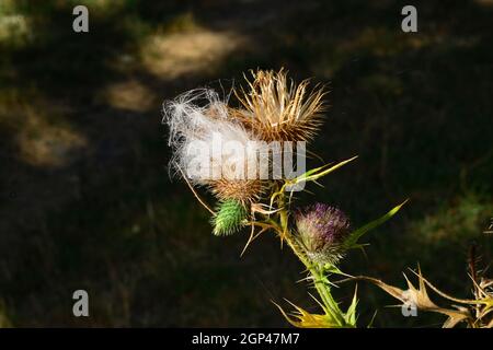 Thistle . Una specie perenne di piante fiorite nelle asteracee della famiglia. Foto Stock