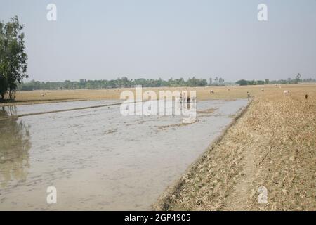 Coltivatori che arano il campo agricolo in modo tradizionale dove un aratro è attaccato ai tori in Gosaba, Bengala occidentale, India Foto Stock