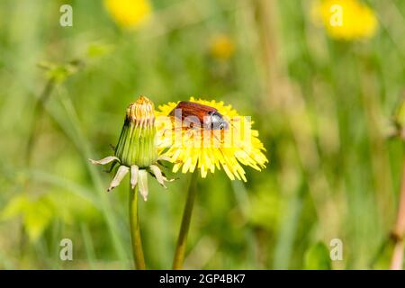 Maggio-bug arrampicata su giallo fiore di dente di leone Foto Stock