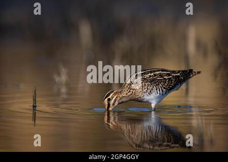 Comune uccello di cecchino (Gallinago gallinago) nel lago palude habitat naturale Foto Stock