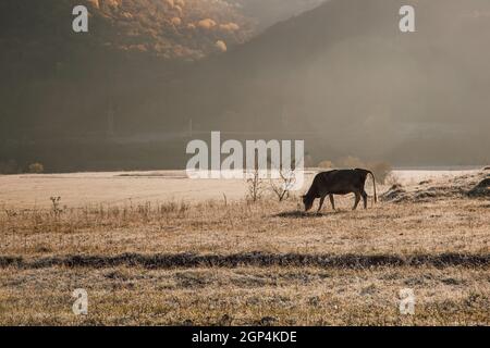 Santuario degli animali, mattina presto. Mandria di mucche brune pascola nel prato all'alba. Dawn su un pascolo nella nebbia, nei raggi del sole. Concetto - anim Foto Stock