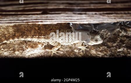 Parete comune gecko arrampicata vecchia porta architrave. Primo piano Foto Stock