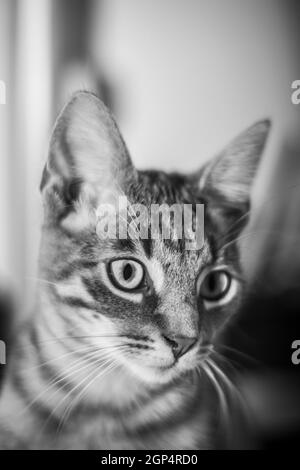 Adorabile faccia bianca e nera di un piccolo gatto che guarda via' Foto Stock