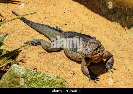 Cammina sul drago Komodo della giungla (Singapore). Luogo di tiro: Singapore Foto Stock
