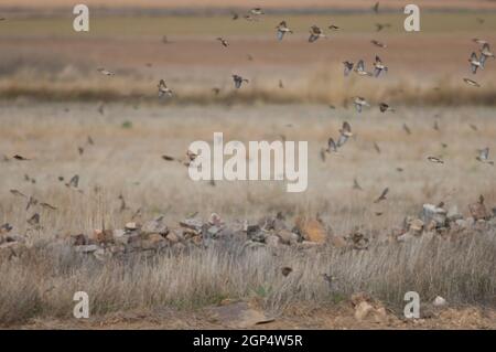 Reti comuni Linaria cannabina mediterranea e l'albero eurasiatico sparrows Passer montanus in volo. Riserva naturale della Laguna di Gallocanta. Aragona. Spagna. Foto Stock