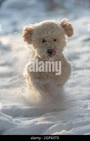 Il cane di Poodle in miniatura corre verso la macchina fotografica. Foto Stock