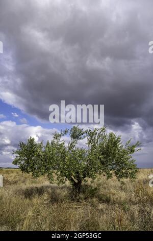 Dettaglio di un vecchio albero in una foresta in una giornata tempesta Foto Stock