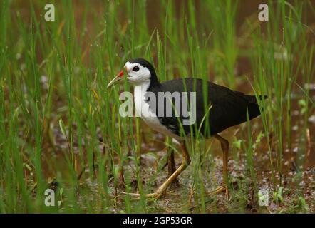 Gallina bianca (Amaurornis phoenicurus phoenicurus), adulto che cammina attraverso il campo umido dello Sri Lanka Dicembre Foto Stock