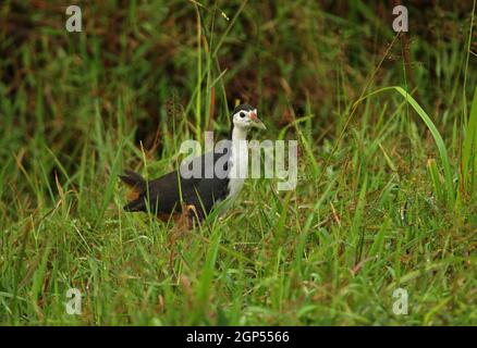 Gallina bianca (Amaurornis phoenicurus phoenicurus) adulto che cammina attraverso erba bagnata Sri Lanka Dicembre Foto Stock