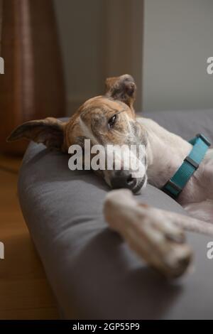 Un cane di soccorso dell'animale domestico del levriero chiude lentamente i suoi occhi mentre lei si allontana per dormire in un letto comodo del cane. Le grandi orecchie morbide galleggiano in modo comico. Foto Stock