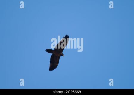 Giovenco portentato Gypaetus barbatus in volo. Gola di Escuain. Ordesa e il Parco Nazionale del Monte Perdido. Pirenei. Huesca. Aragona. Spagna. Foto Stock