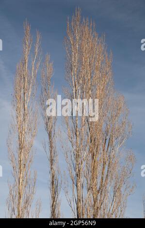 Poplars Populus sp nel Parco Naturale delle Montagne e Canyons di Guara. Huesca. Aragona. Spagna. Foto Stock