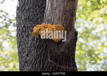 Funghi commestibili Pollo-of-the-Woods Laetiporus sulfureus fungo. Foto Stock