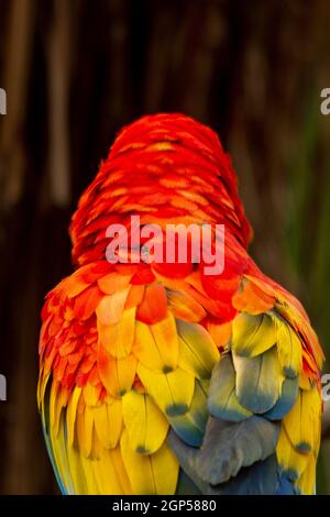 Ara scarlatta Foto Stock