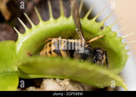 Insetti che mangiano piante ravvicinato Venere mosca trappola con vespa cadavere. Foto Stock