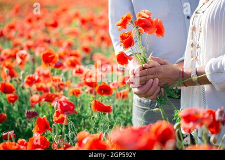 Bouquet di papaveri rossi nelle mani di un uomo. Diversi steli di piante di papavero in palme. Grande campo con bellissimi papaveri rossi. Foto Stock