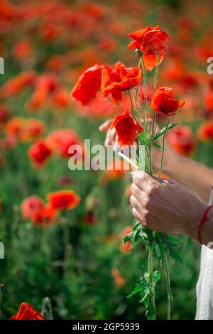 Bouquet di papaveri rossi nelle mani di un uomo. Diversi steli di piante di papavero in palme. Grande campo con bellissimi papaveri rossi. Foto Stock