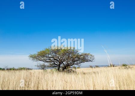 Grande pianura desertica, paesaggio coperto di erba secca. Solitario savanna con un albero. Albero di diffusione si leva da solo in un campo. Albero largo nel deserto. Foto Stock