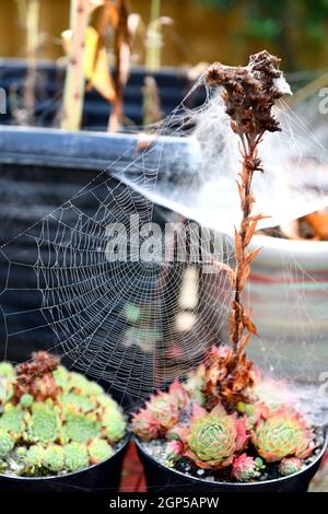 Cobwebs su piante da giardino Foto Stock