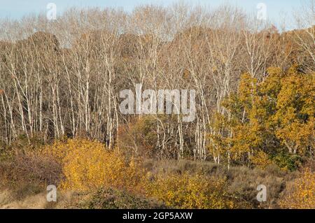 Poplars Populus sp nelle montagne di Guara. Loschertales. Huesca. Aragona. Spagna. Foto Stock