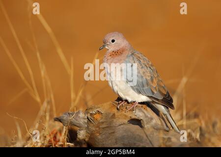 Una colomba ridente (Spilopelia senegalensis) in habitat naturale, Sudafrica Foto Stock