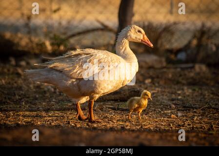 Madre oca e gosling camminare intorno alla penna Foto Stock