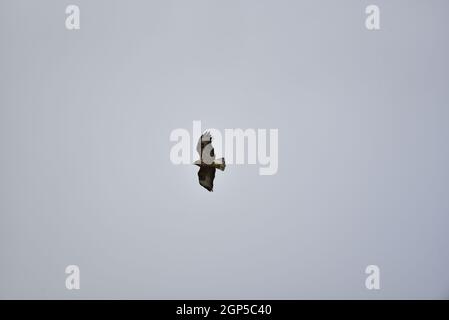 Buzzard comune (Buteo buteo) che scivola contro un cielo azzurro con le gambe nascoste sotto, nel Mid-Wales, Regno Unito, a fine settembre Foto Stock