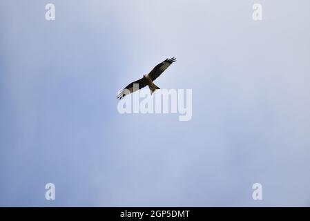 Red Kite Bird of Prey (Milvus milvus) volare verso Camera, guardando dritto, in un cielo nuvoloso blu nel Mid-Wales, Powys, Regno Unito nel mese di settembre Foto Stock