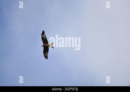 Red Kite Bird of Prey (Milvus milvus) che scivola da destra a sinistra contro un cielo blu, a Mid-Wales, Regno Unito nel mese di settembre Foto Stock