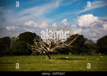 Un albero di quercia morto con un cielo vivido Foto Stock