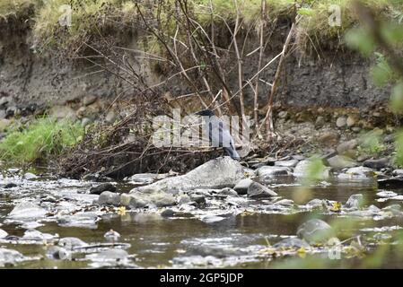 Northern Raven (Corvus Corax) in piedi su una grande roccia nel mezzo di un fiume poco profondo, circondato da rocce e acque poco profonde, nel mese di settembre, Regno Unito Foto Stock