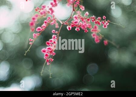 Fuoco selettivo corallo vite messicano superriduttore confederato vite. Primo piano corallo vite messicano superriduttore rosa. Piccolo bel fiore rosa su blur bokeh backgro Foto Stock