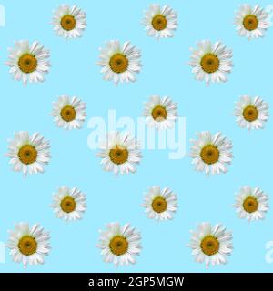 Motivo camomilla senza cuciture floreale su sfondo blu. Disposizione piatta, vista dall'alto. Concetto di vacanza. Foto Stock