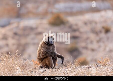 Chacma baboon, papio ursinus seduto sul bordo della collina, conosciuto anche come il baboon del Capo vicino al ponte sul nilo blu sulla strada per Dejen. Chacma è forte Foto Stock