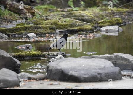 Immagine a profilo destro di un corvo settentrionale (Corvus Corax) in piedi in un fiume poco profondo, con la testa inclinata su un lato, guardando la fotocamera nel tardo pomeriggio Foto Stock