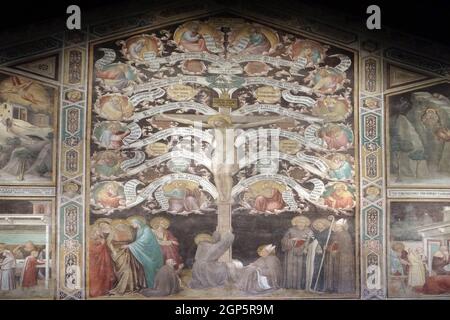 Crocifissione rappresentata come Albero della Vita, affresco, Taddeo Gaddi (1290-1366), ex refettorio, Basilica di Santa Croce (Basilica di Santa Croce) in Flore Foto Stock