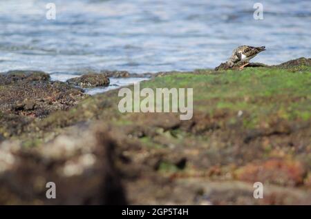 Ruddy turnstone Arenaria interpres alla ricerca di cibo. Arinaga. Aguimes. Gran Canaria. Isole Canarie. Spagna. Foto Stock