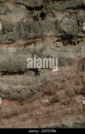 Arrampicatori che rapelling dopo disporre un falco artificiale Pandion haliaetus nido. Riserva Naturale Speciale di Guigui. Gran Canaria. Isole Canarie. Spagna. Foto Stock