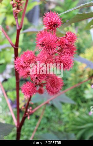 Cialda di semi di casto rosso prickly. Foto Stock