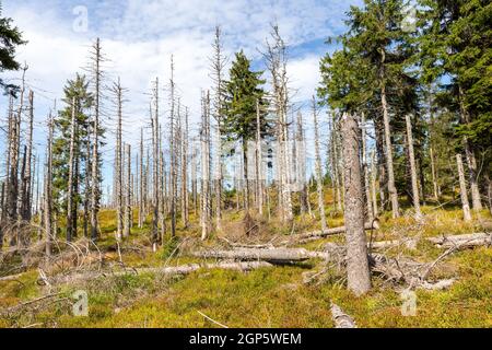 Alberi morti a causa dell'inquinamento atmosferico nei Beskids silesiani in Polonia Foto Stock