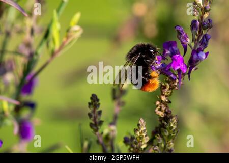 Bee bumble femmina a coda rossa (Bombus lapidarius) Foto Stock