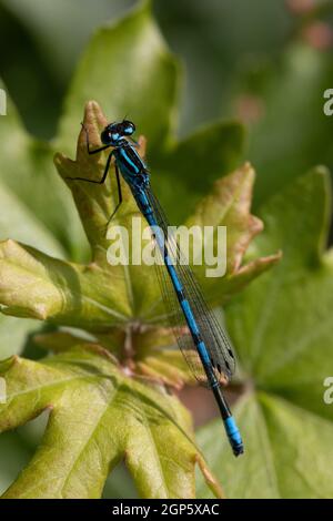 Damselfly Azure maschio (Coenagrion puella) Foto Stock