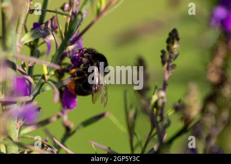 Bee bumble femmina a coda rossa (Bombus lapidarius) Foto Stock