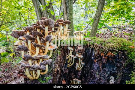 Funghi nella foresta d'autunno. Foto Stock