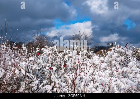 Alberi e arbusti in inverno a Rostock, Germania. Foto Stock