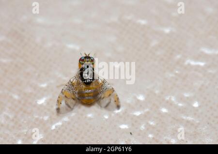 Frutti mediterranei mosca Ceratite capitata in Arinaga. Aguimes. Gran Canaria. Isole Canarie. Spagna. Foto Stock