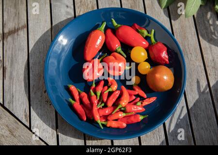 Un piatto di peperoncini e pomodori Foto Stock